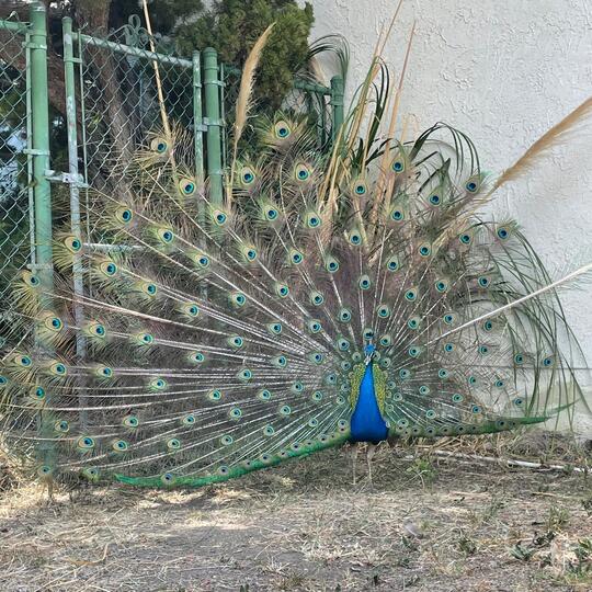 Medium