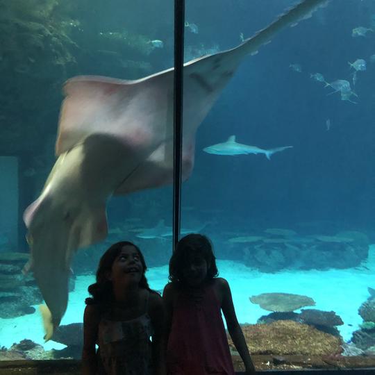 Mandalay Bay Shark Reef Aquarium