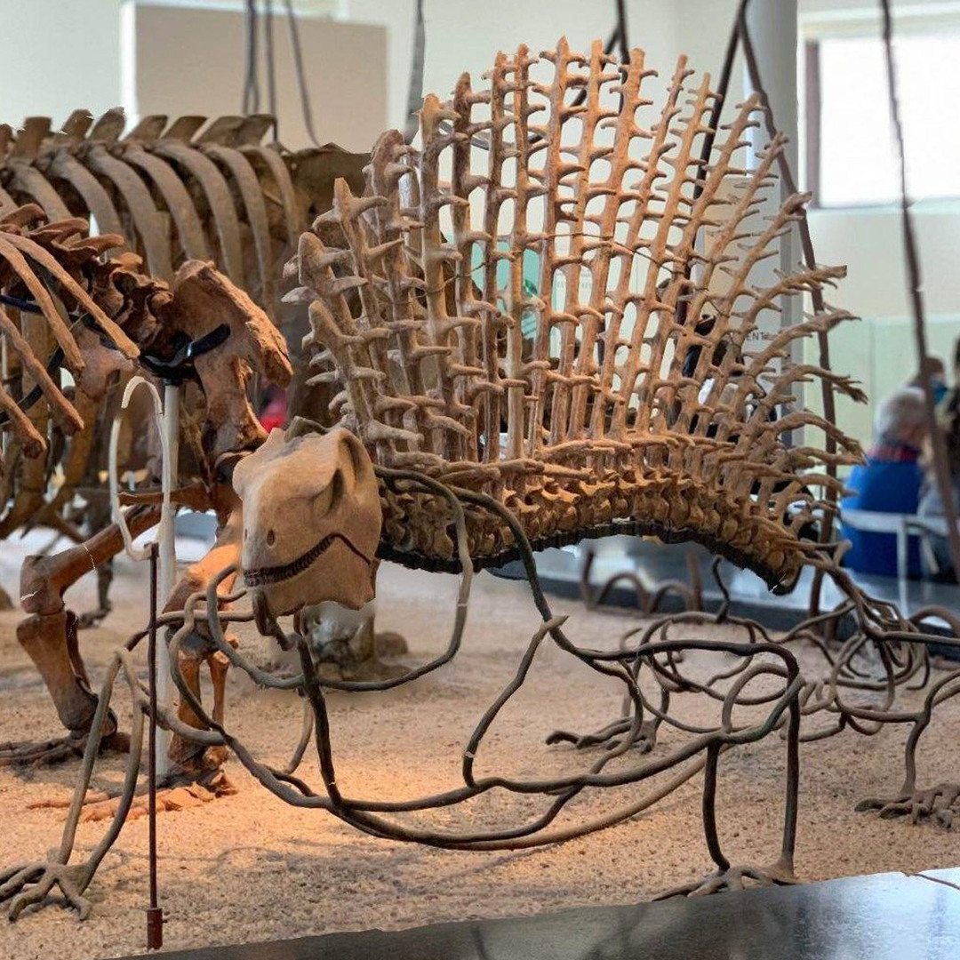 American Museum of Natural History