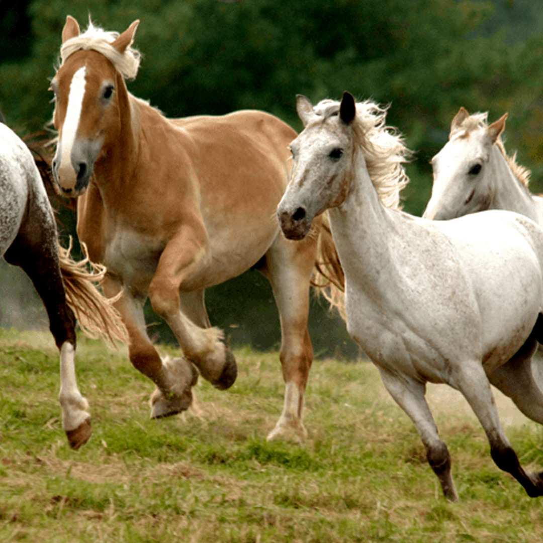 Arrowmont Stables