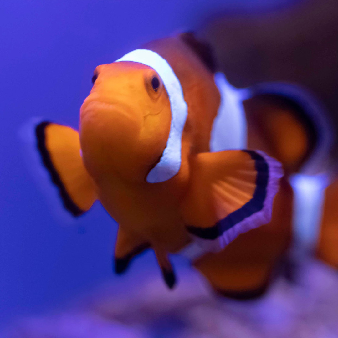 Audubon Aquarium