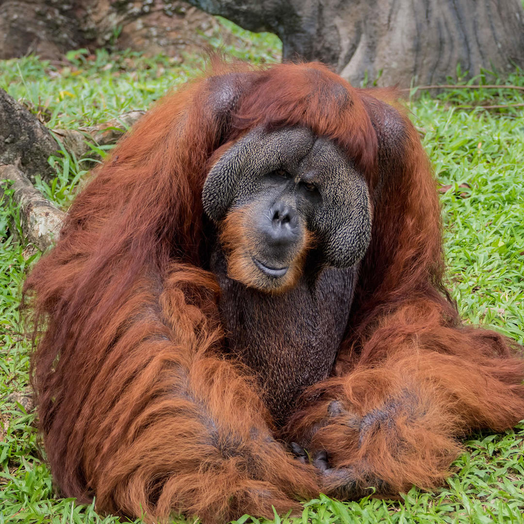 Audubon Zoo