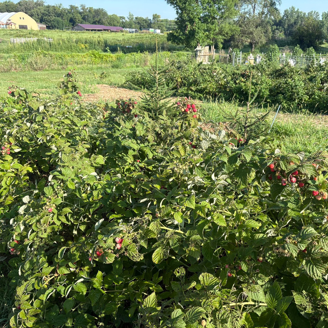 Bellevue Berry & Pumpkin Ranch