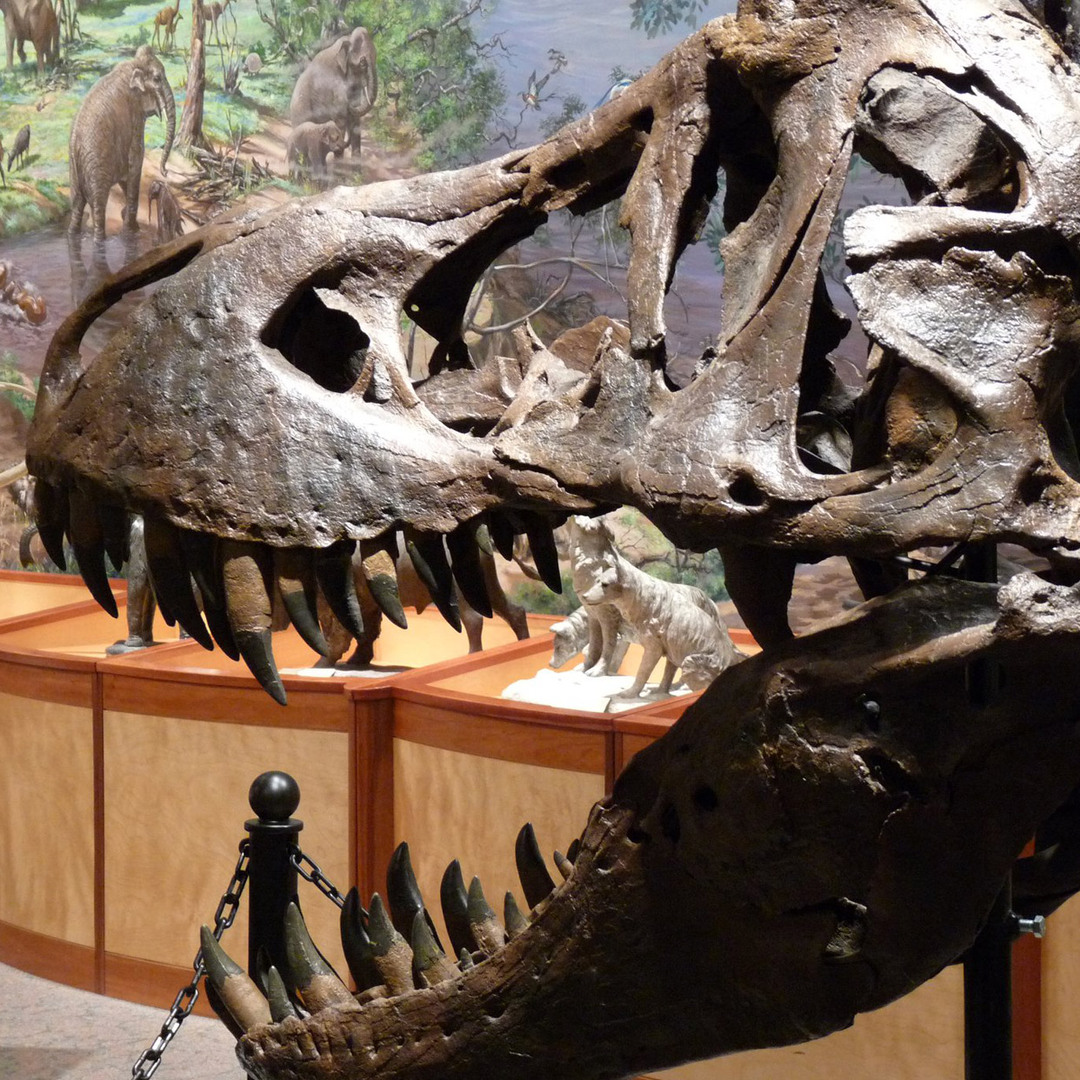 Brazos Valley Museum