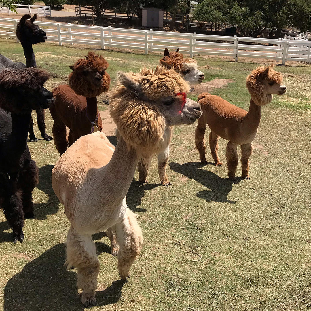 Canzelle Alpacas in Carpinteria, CA