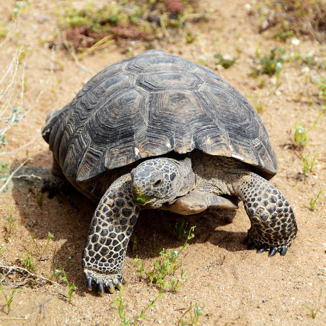 Desert Tortoise Research Natural Area
