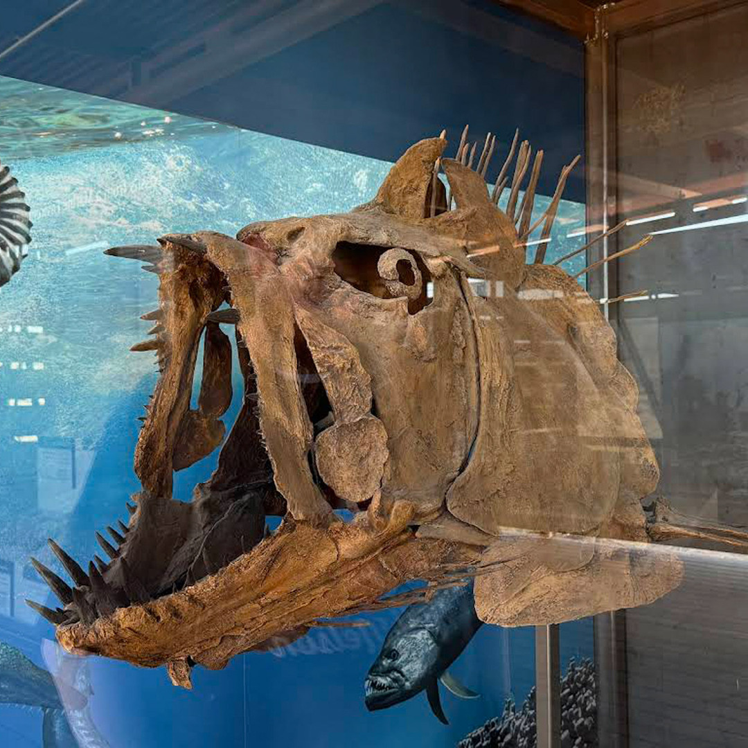 Fossil Discovery Exhibit