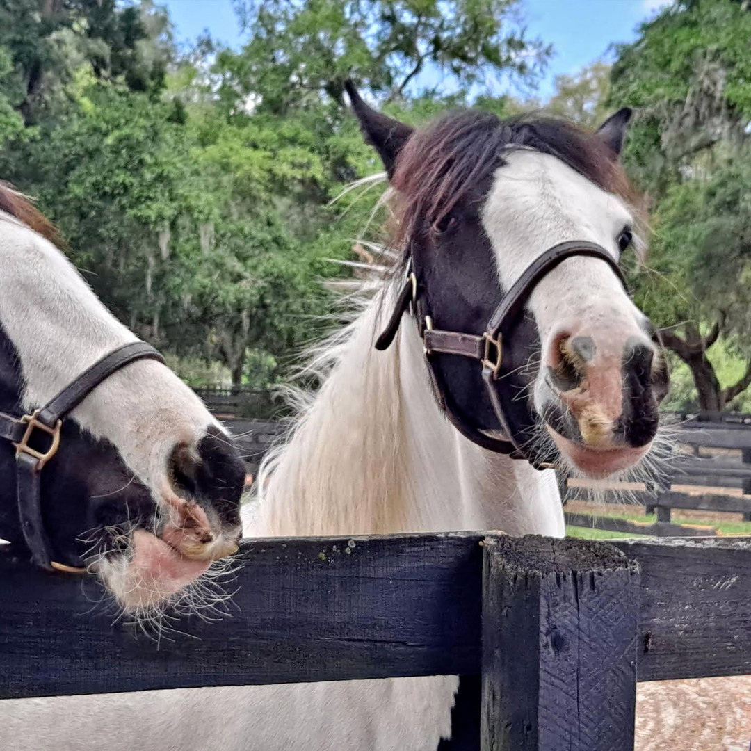 Gypsy Gold Horse Farm