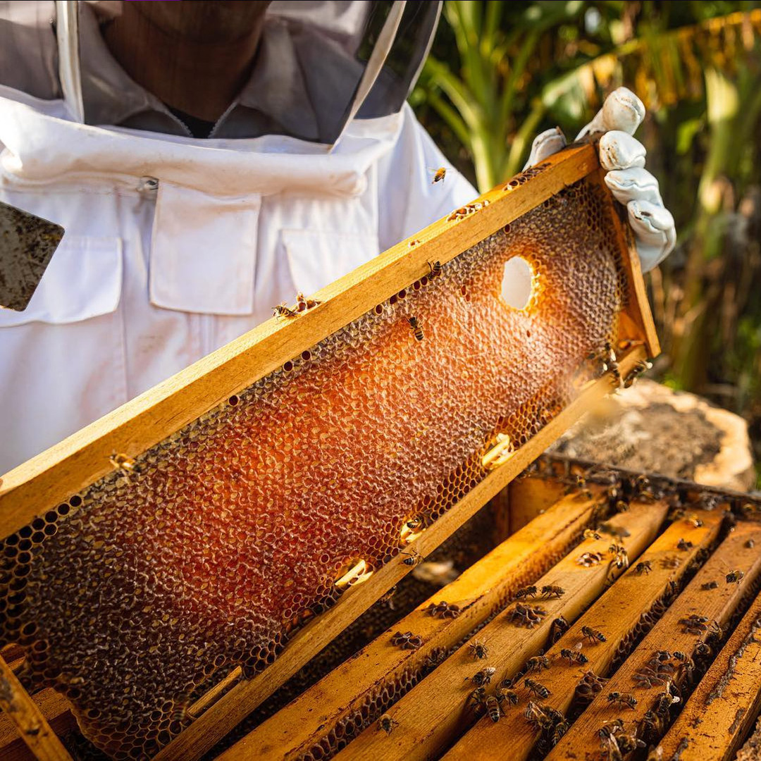 Hi Honey Farm