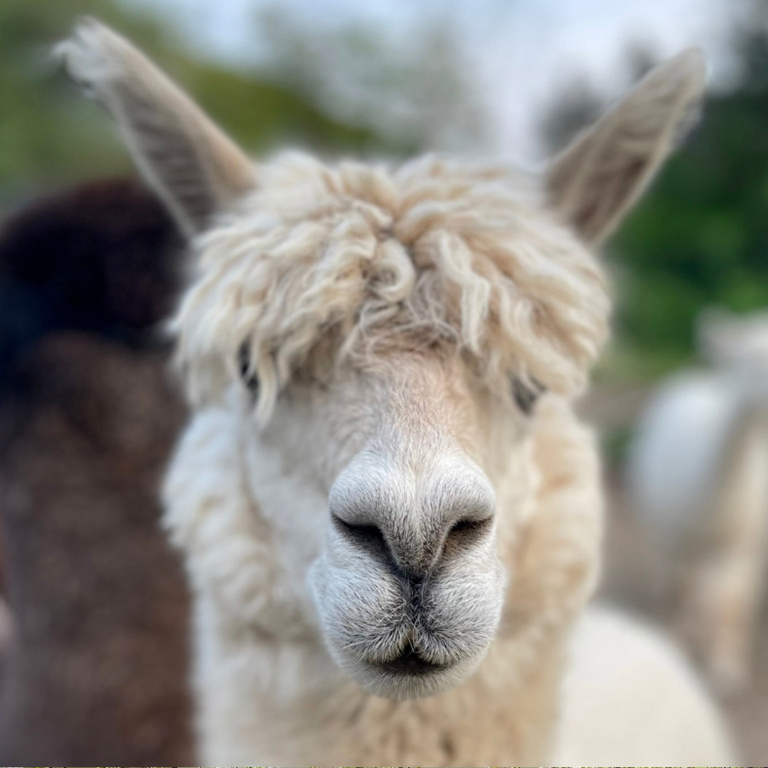 Lilymoore Alpaca and Llama Farm