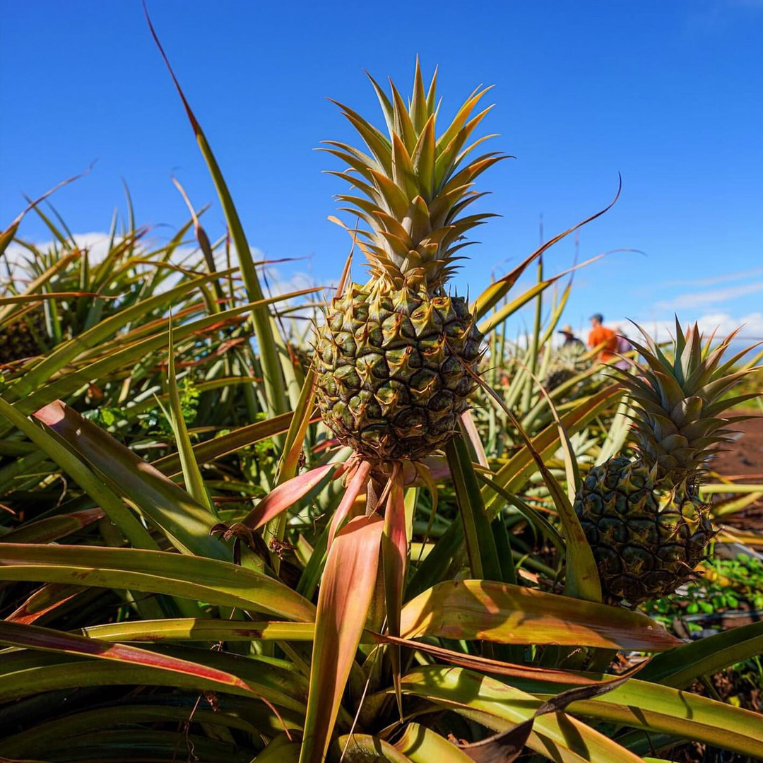 Maui Gold Pineapple Farm Tour