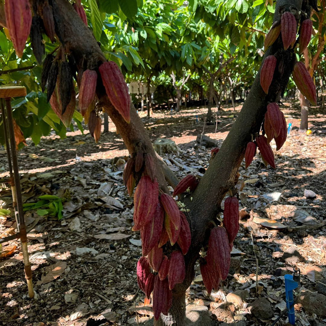 Maui Ku'ia Estate Cacao Farm