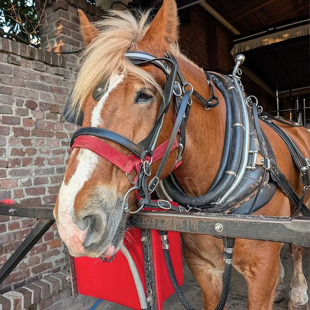 Old South Carriage Company