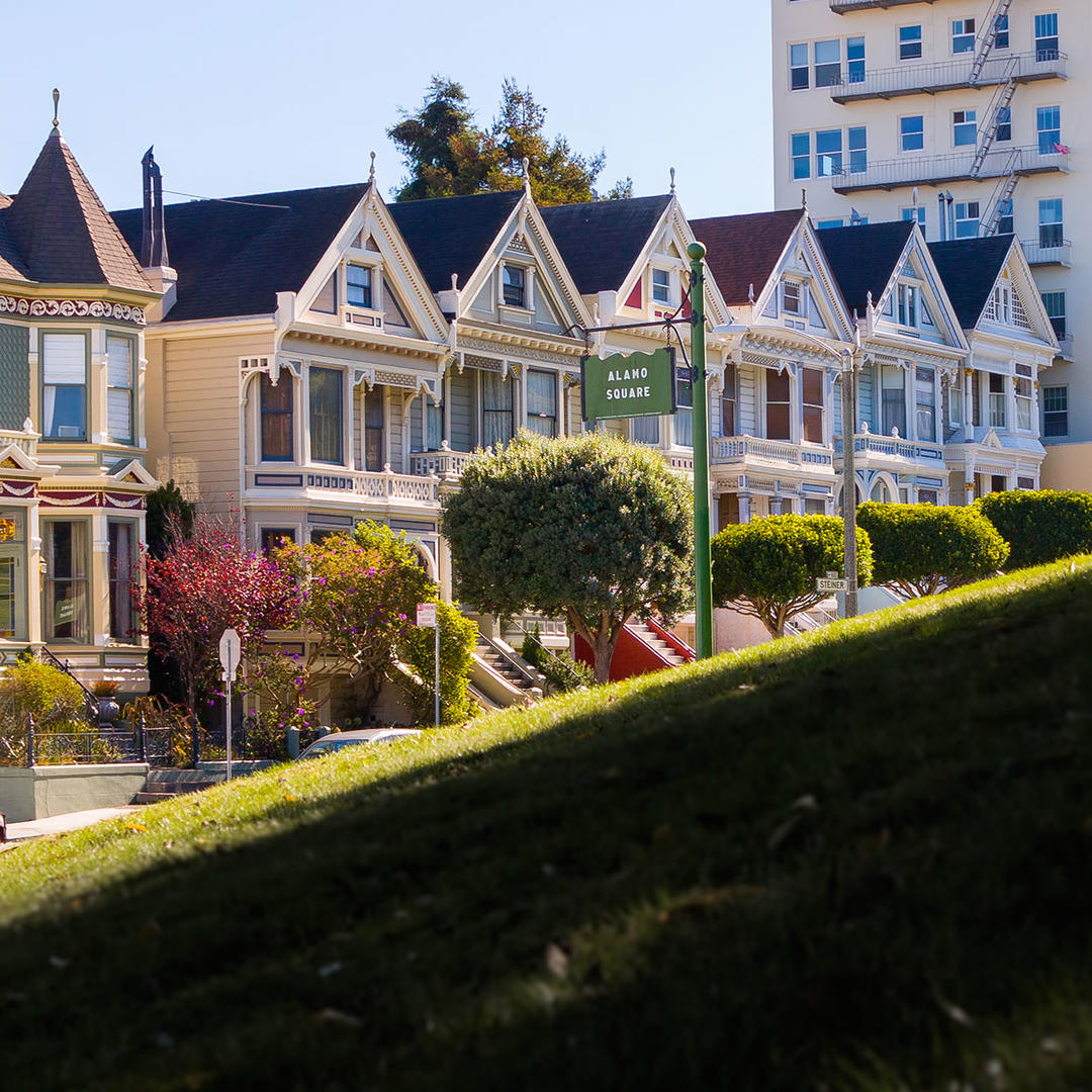 Painted Ladies