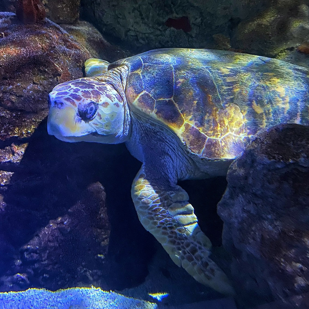 SEA LIFE at Mall of America