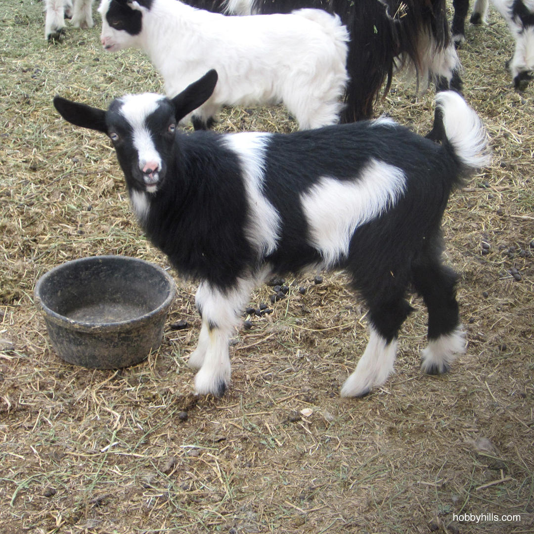 Silky's Goat House in Memphis, TN