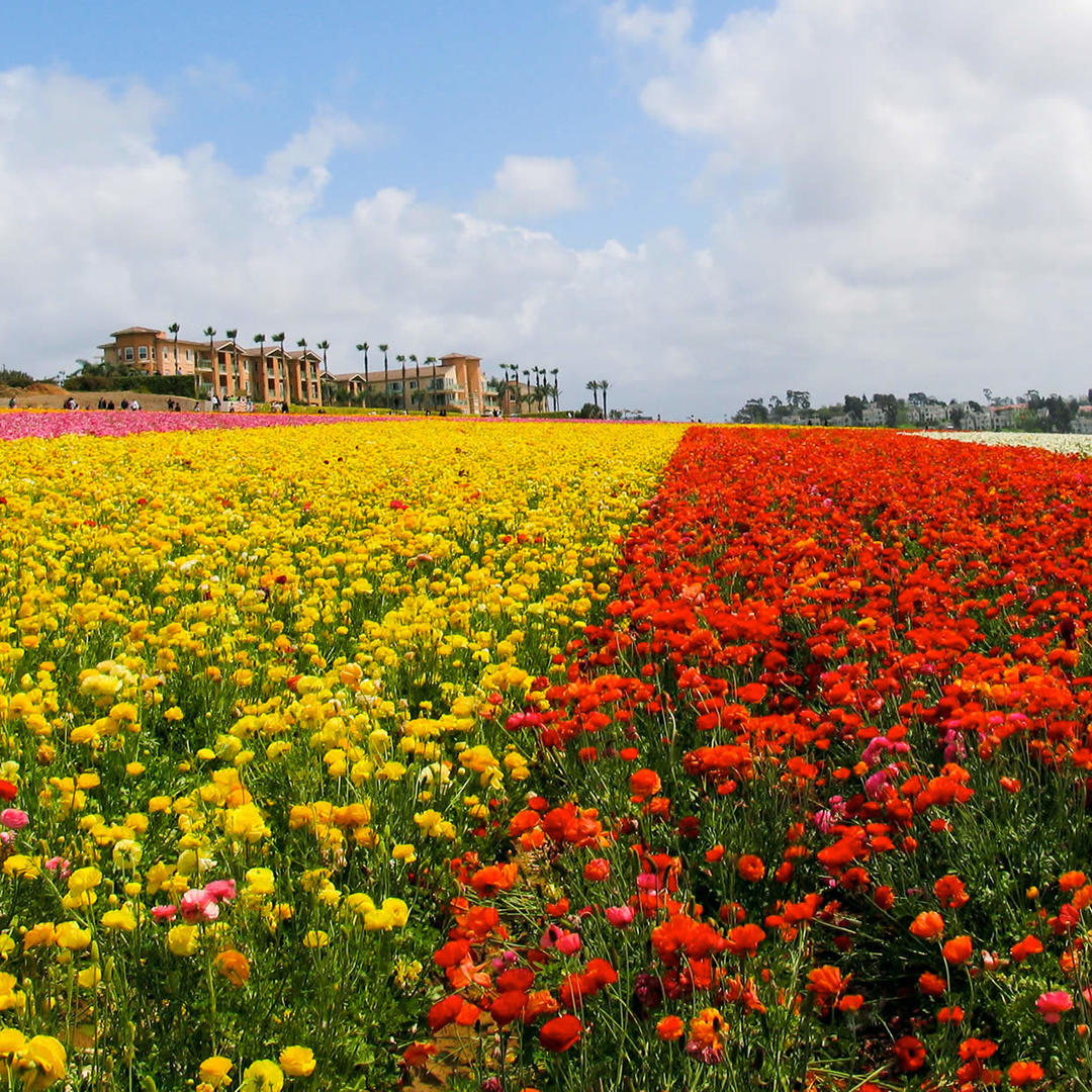 The Flower Fields