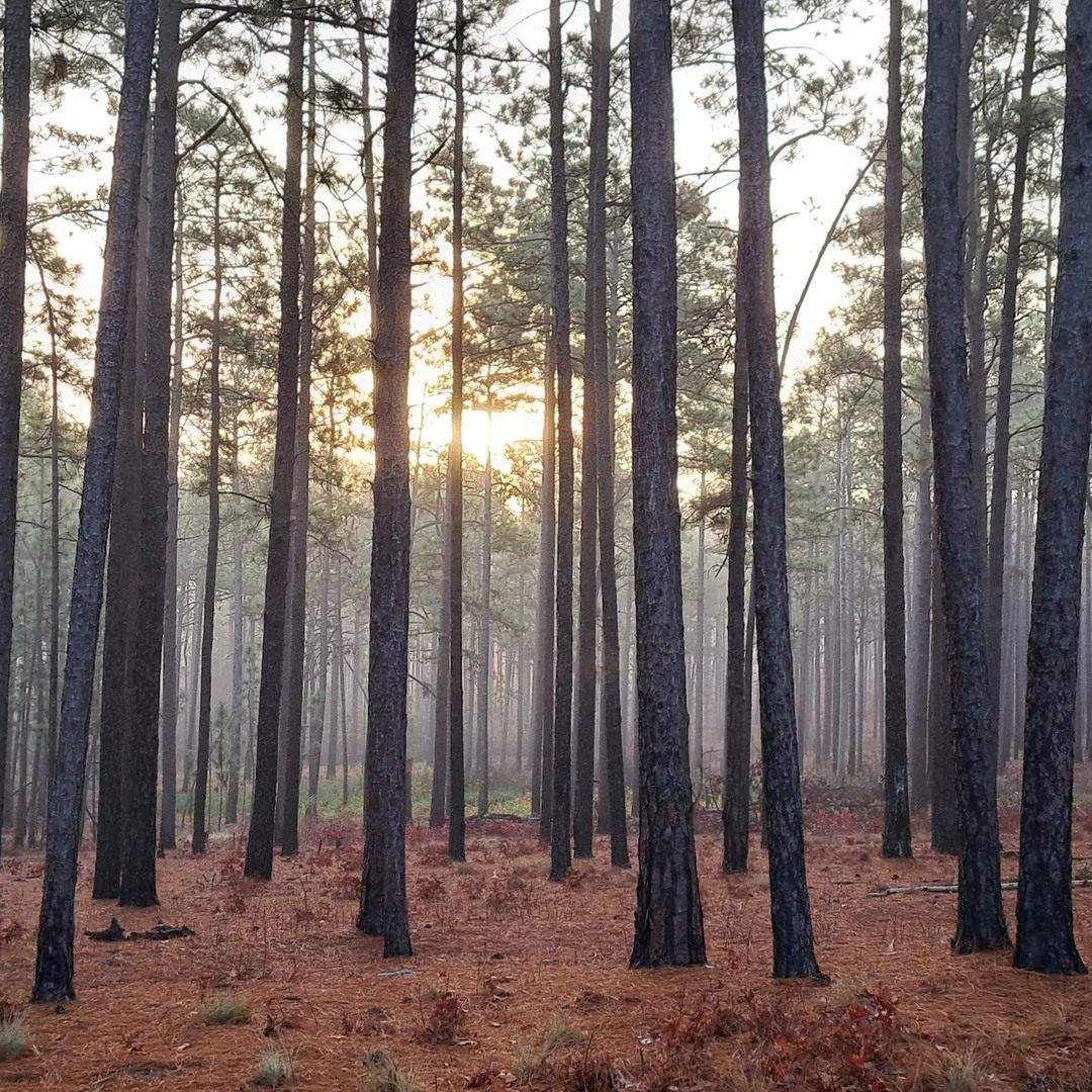 Weymouth Woods