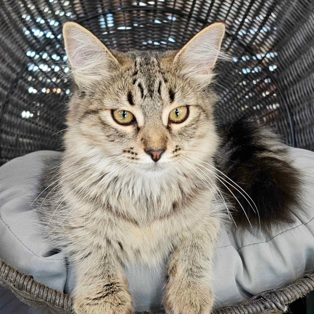 Whiskers & Wine Cat Cafe
