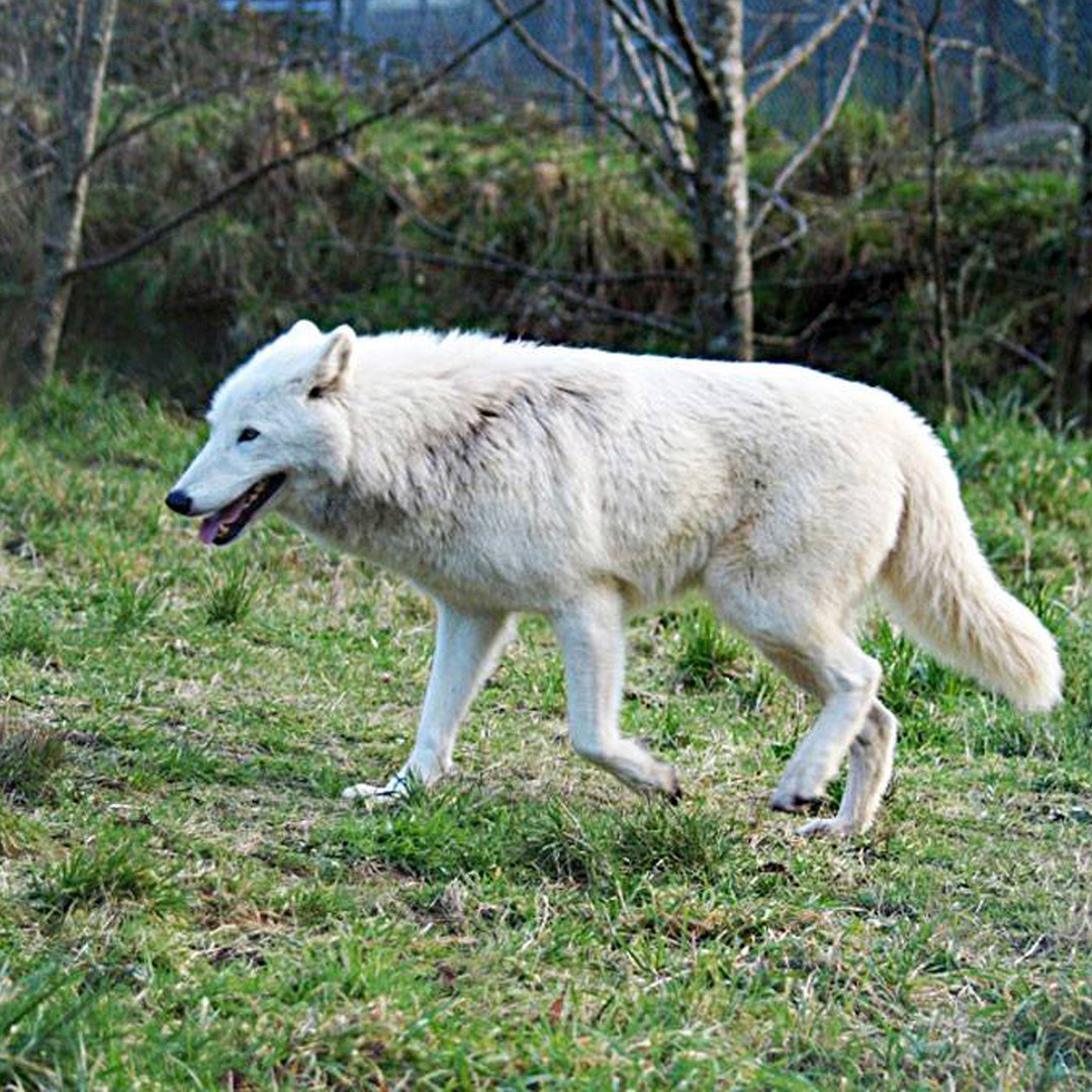 White Wolf Sanctuary